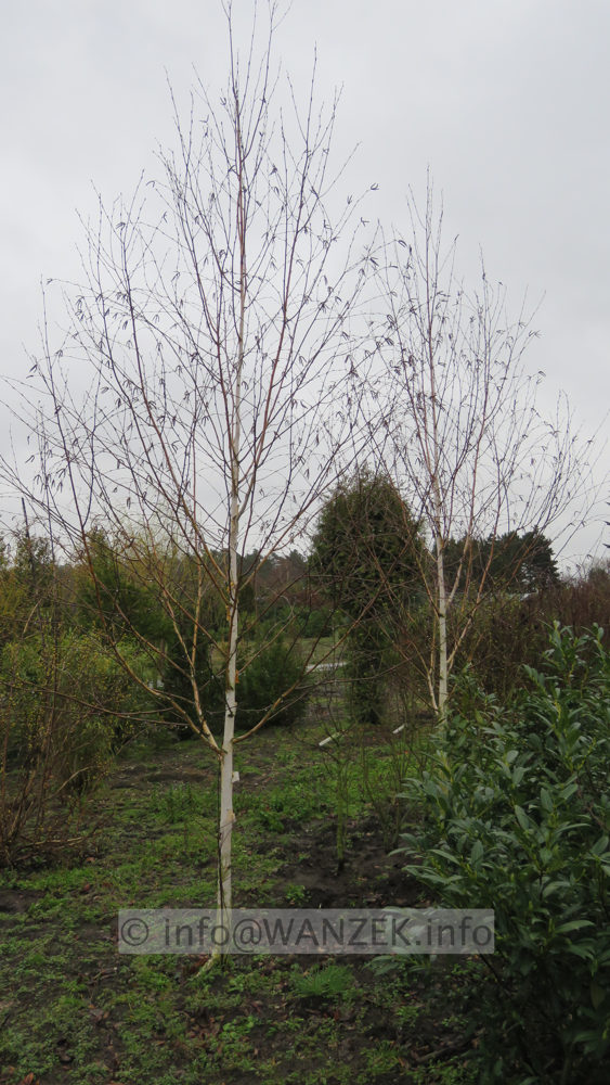 Betula utilis Doorenbos 003.JPG